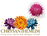 Chrysanthemum Digital Color Postmark