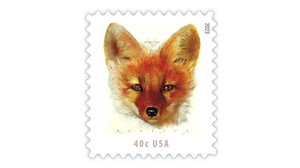 The story behind the upcoming 2023 40¢ Red Fox stamp