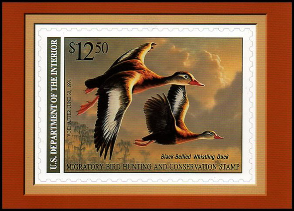 RW57 $12.50 Black-Bellied Whistling Duck Federal Duck Stamp Collectible Postcard