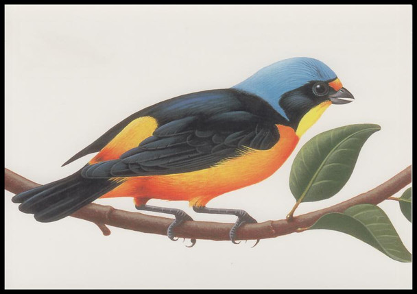 Copy of UX293 - UX296 / 20c Tropical Birds 1998 Set of 4 USPS Postal Cards