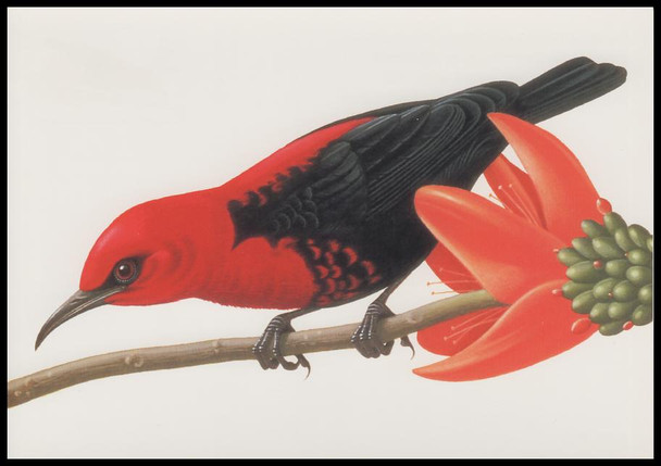 Copy of UX293 - UX296 / 20c Tropical Birds 1998 Set of 4 USPS Postal Cards