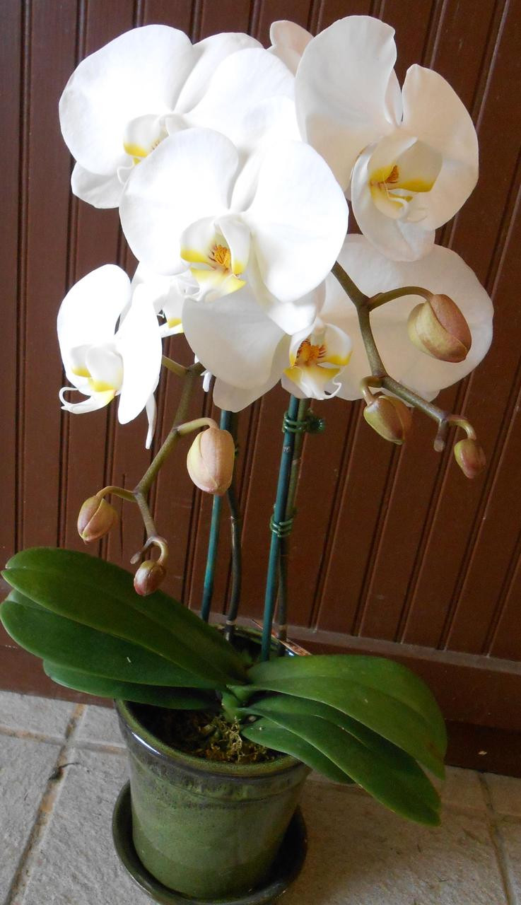 Concord Flower Shop | City Wide Delivery in Concord | Send Flowers Concord