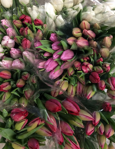 Loose Cut Tulips Wrapped Bouquet