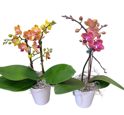 Mini Orchid Plant