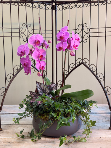 Commonwealth Orchid Garden
