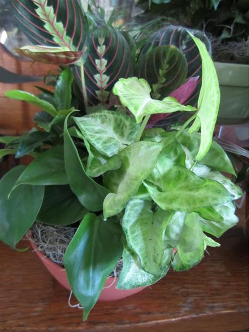 Dish Garden (Classic) Dish Garden (Classic)