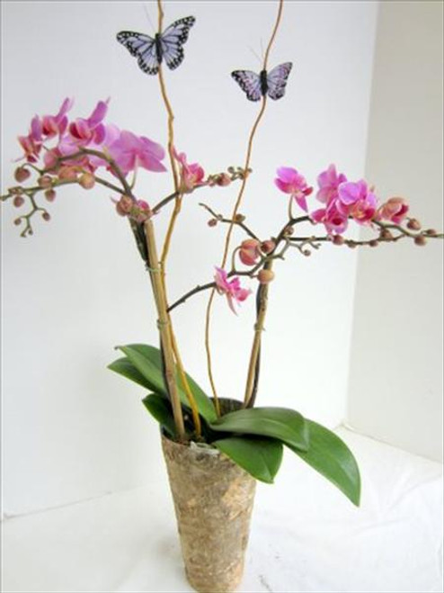 Butterfly Orchid Plant