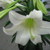 Easter Lily (Classic)