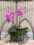 Commonwealth Orchid Garden
