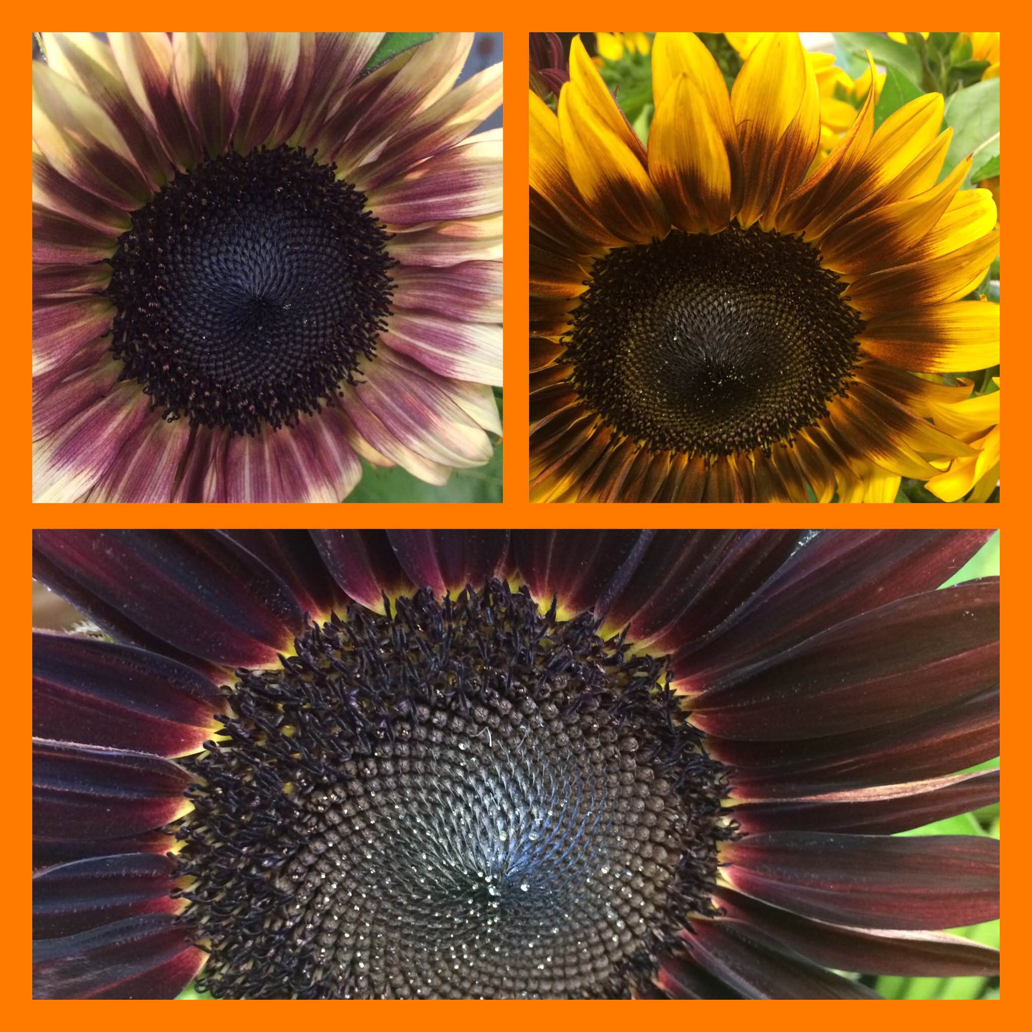 Sunflower Season is Here! Concord Flower Shop
