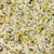Almond-Gold 2cm /sf