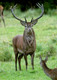 Exmoor Stag Charm In Silver By Thomas James