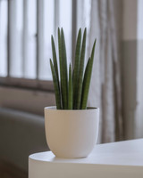 Sansevieria