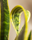 Snake Plant