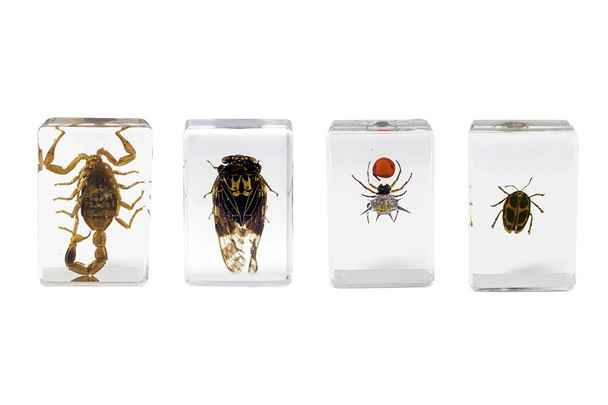 Celestron 3D Bug Specimen Kit #4