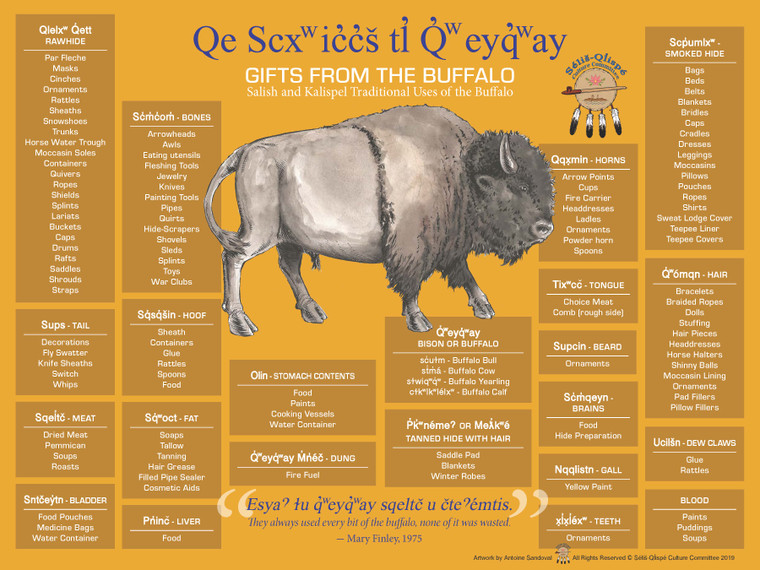 Selis-Qlispe Gold Bison Poster