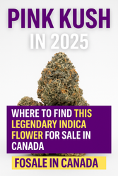 Pink Kush in 2025: Where to Find This Legendary Indica Flower for Sale in Canada
