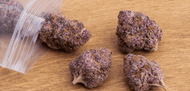 Top Reasons Astro Pink Has Become Canada's Favourite High-THC Strain