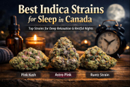 Best Indica Strains for Sleep in Canada | Pink Kush, Astro Pink & More