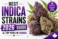 Best Indica Strains in Canada (2026 Guide) | High THC & Top Picks