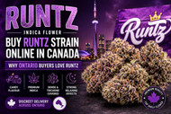  Buy Runtz Strain Online in Canada | Ontario Buyer’s Guide