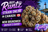  Buy Runtz Strain Online in Canada | New Brunswick Buyer’s Guide
