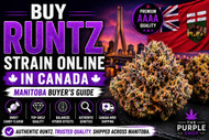 Buy Runtz Strain Online in Canada | Manitoba Buyer's Guide
