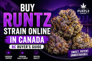 Buy Runtz Strain Online in Canada | What BC Cannabis Buyers Should Know