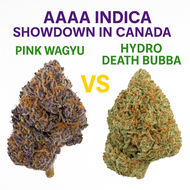 Pink Wagyu vs Hydro Death Bubba: AAAA Indica Showdown in Canada Pink Wagyu vs Hydro Death Bubba: AAAA Indica Showdown in Canada
