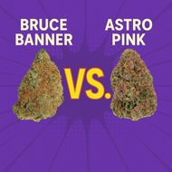 Strain Showdown: Bruce Banner vs Astro Pink – Which Packs a Bigger Punch? | The Purple Shop Strain Showdown: Bruce Banner vs Astro Pink – Which Packs a Bigger Punch? | The Purple Shop