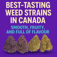 Best-Tasting Weed Strains in Canada | Smooth & Satisfying Picks