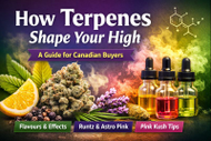 How Cannabis Terpenes Affect Your High | A Guide for Canadian Buyers