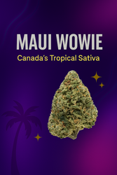 Maui Wowie: Canada’s Tropical Sativa for an Uplifting High