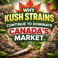Why Kush Strains Continue to Dominate Canada’s Cannabis Market