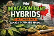 Why Indica-Dominant Hybrids Are Taking Over Canada’s Cannabis Market
