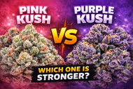 Pink Kush vs Purple Kush: Which Indica Is Stronger in Canada?