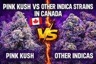 Pink Kush vs Other Indica Strains in Canada | Which Is Best?