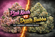 Pink Kush vs Death Bubba: Legendary Canadian Indica Strains