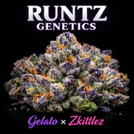 Runtz Genetics Explained | The Famous Hybrid Cannabis Strain