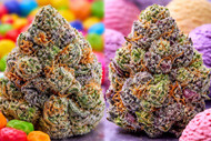 Runtz vs Gelato: Which Hybrid Strain Is Better in Canada?