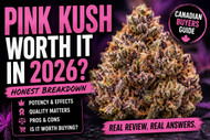 Is Pink Kush Worth It in 2026? Honest Review for Canadian Buyers