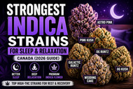 Strongest Indica Strains for Sleep & Relaxation Canada (2026 Guide)