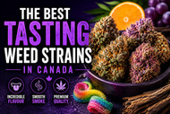 Best-Tasting Weed Strains in Canada | Smooth & Satisfying Picks