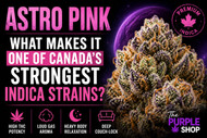 What Makes Astro Pink One of Canada’s Strongest Indica Strains?