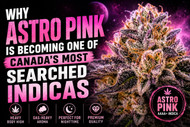 Why Astro Pink Is Becoming One of Canada’s Most Searched Indicas