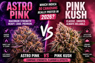 Astro Pink vs Pink Kush: Canada’s Top Indica Strains Compared