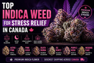 Top Indica Weed for Stress Relief in Canada | Best Heavy Indica Strains
