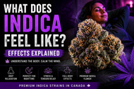 What Does Indica Feel Like? Effects Explained | Premium Indica Flower Canada