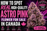 How To Spot Real High-Quality Astro Pink Flower For Sale In Canada