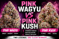 Pink Wagyu vs Pink Kush: Which Strong Indica Is Better in Canada?